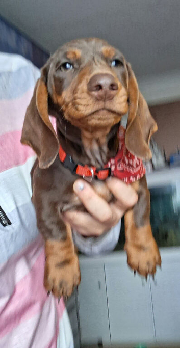 12 weeks male dashound