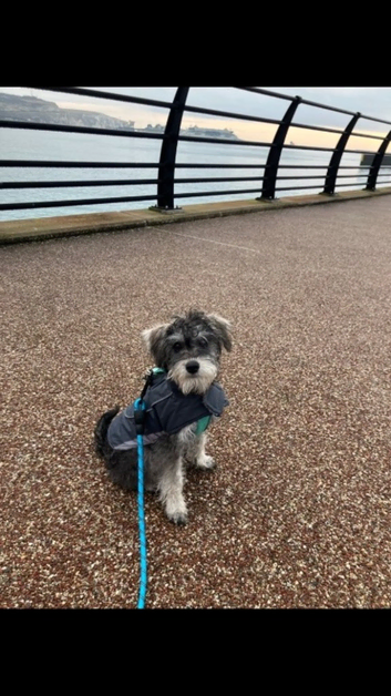 F1 schnoodle for STUD