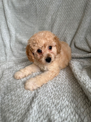 Ready to leave miniature cavapoochons