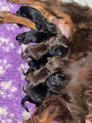 Beautiful working cocker spaniel puppies