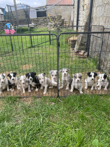 Stunning litter of Blue merle & black/white collies