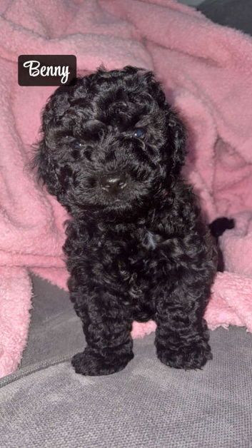 Shihpoo