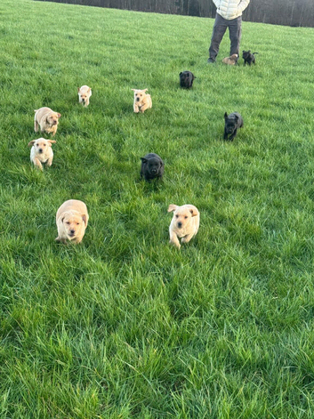 Stunning KC registered Labrador pups