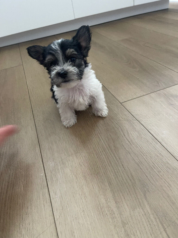 Terrier puppies