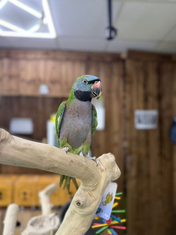 Derbyan parrot