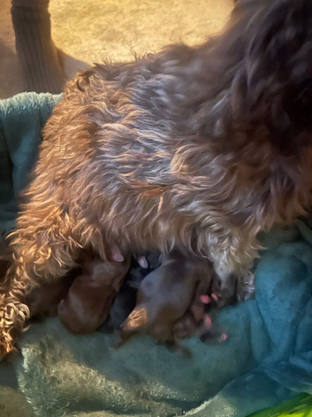 cockapoo x shitzu x 6 puppies