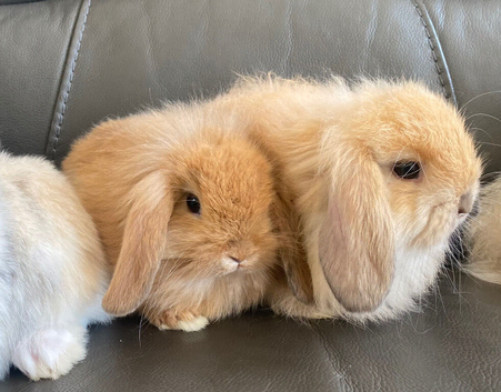 Mini lop litter. Ready 16th July
