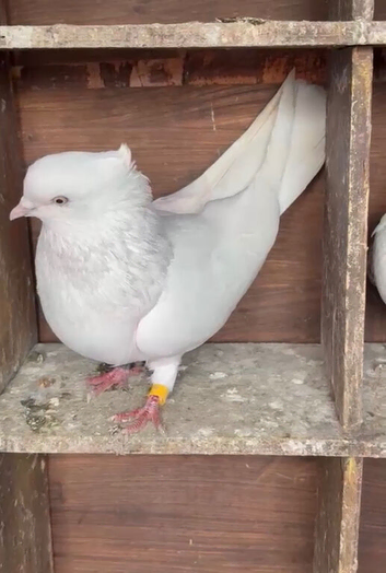 Irani highfkyer cock bird
