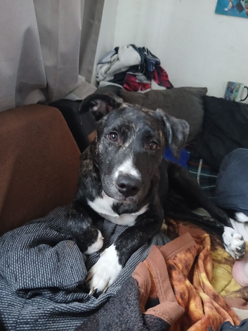 1 female 6 months old
