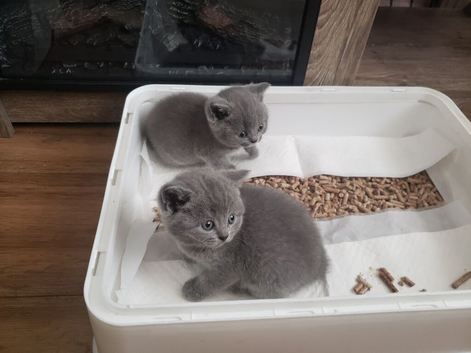 British blue kittens