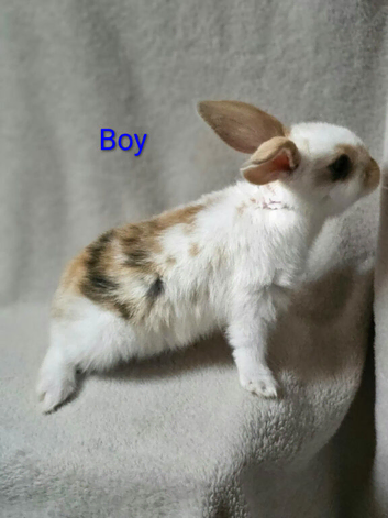 2 Boys and 2 Girls available