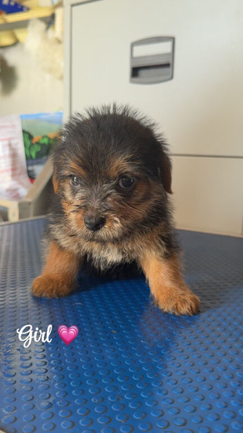 K.C. Registered Norfolk terrier