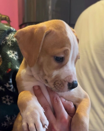American bulldog *ready to go*