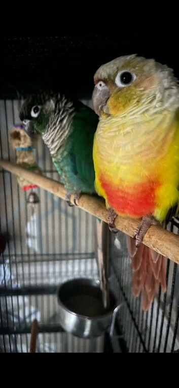 breeding pair conures with set up