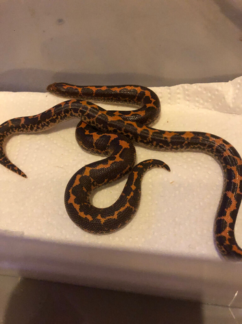 Sand boas