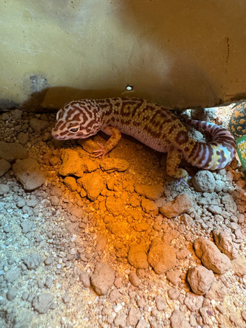 Leopard Gecko & Full Set Up
