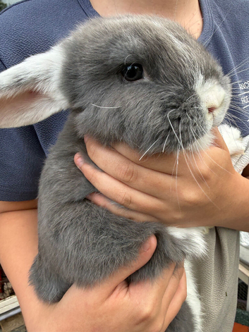 Pure bred mini lop bunnies - Ready Now