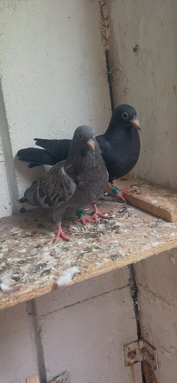 Young racing pigeons