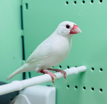Java finches