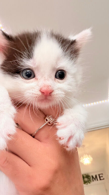 Stunning male black and white kitten