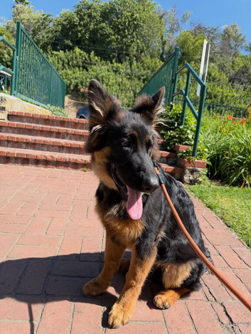 6 Months Old GSD Male