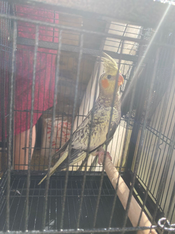 Cockatiel  Pearl/ yellow and gray. Untame