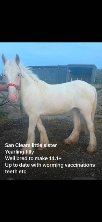 San clere little sister yearling filly