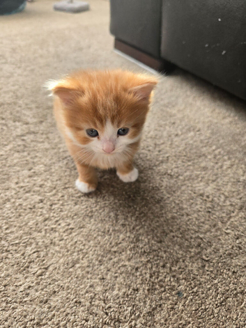 Kittens