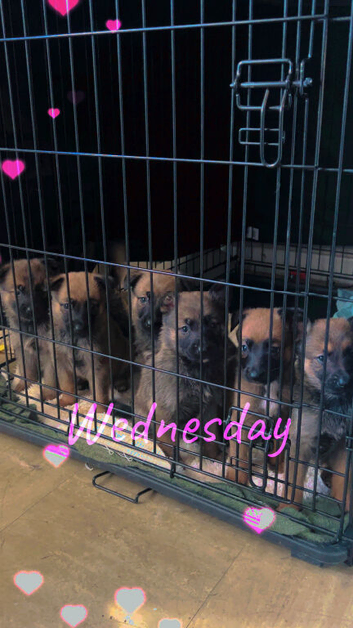 Belgium shepherd pups