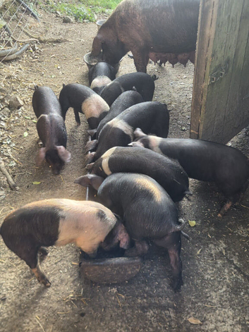 Weaners