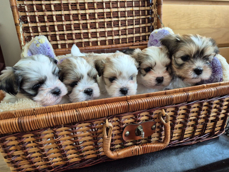 KC registered Lhasa Apso Puppies