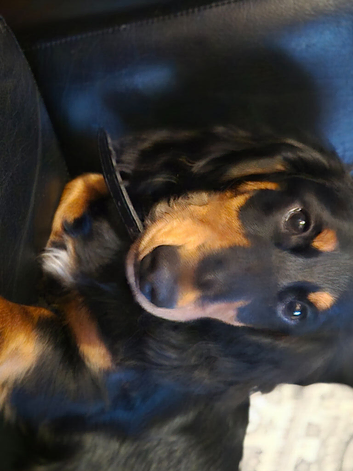 Long hair Dachshurd