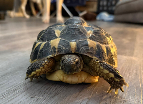 Lovely tortoise and vivarium available