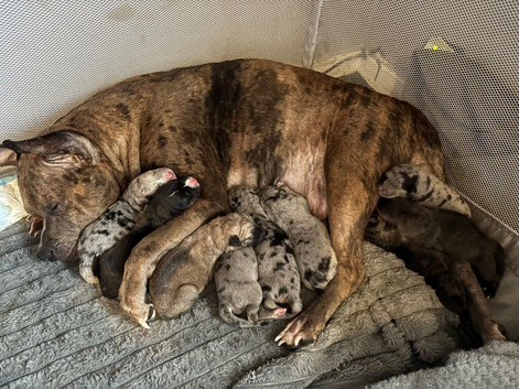 Beautiful gsd x staff puppies