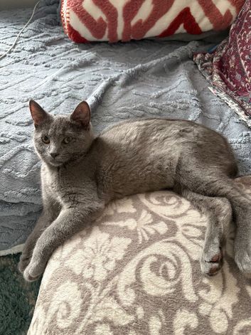 Half Siamese kitten