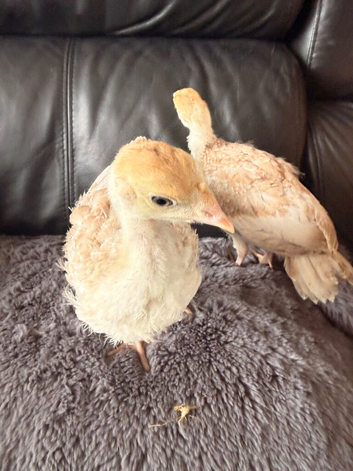 2x Red Bourbon Turkey chicks