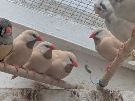 Hecks grass finches for sale