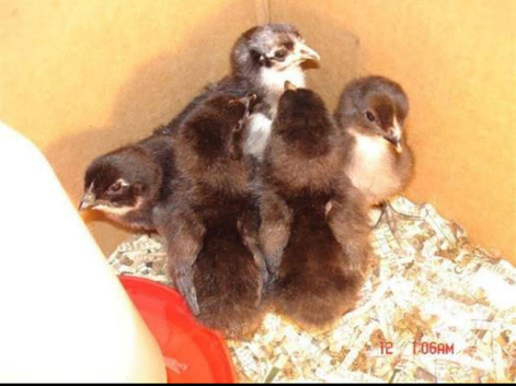 Leghorn Bantam chicks