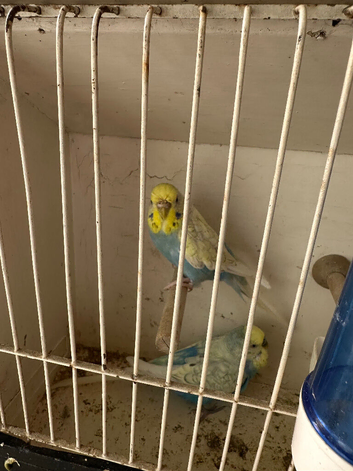 Nice pair budgies for sell