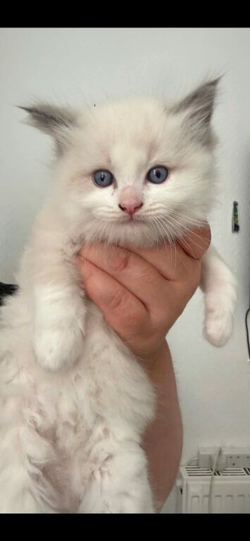 Ragdoll kittens male bio colour