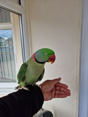 Tamed Alexanderian taking Parrot