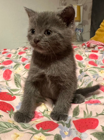 Male kitten ready to go to his new home.
