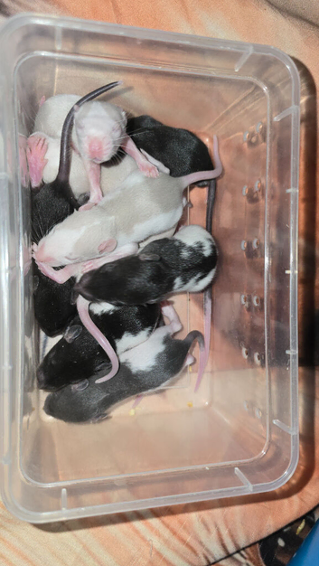 Gorgeous baby Rats ready from 1st September