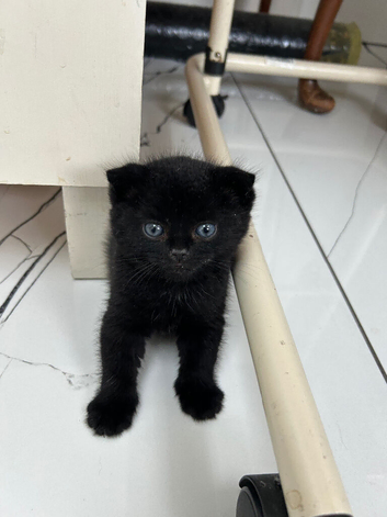 Scottish Fold