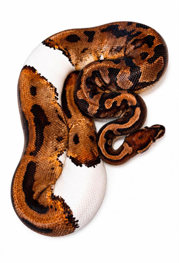 piebald possible albino ball python
