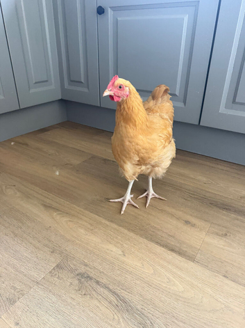 Cockerel Buff Orpington