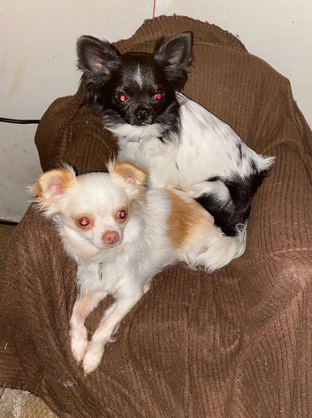 Chihuahua, brothers