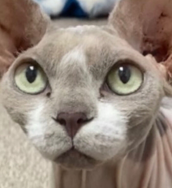 Adult Sphynx female