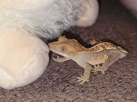 Baby crested geckos & juveniles for sale