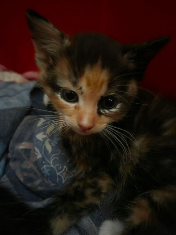 Two kittens for sale